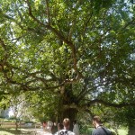 The 'Magic' Banyan Tree
