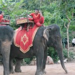 Elephants will take you to the top of the hill for $40!