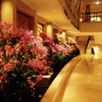 Orchids everywhere!