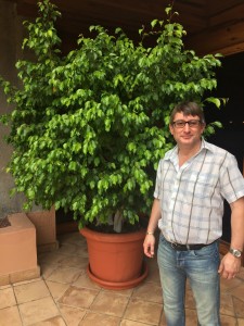 A small Ficus Benjamina