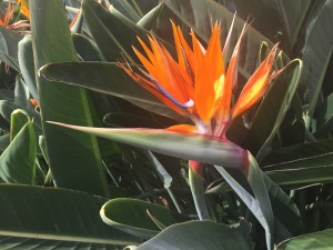 A Strelitzia flower in the hotel garden