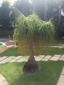Now that is what you call a Beaucarnea!!