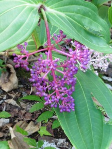 Medinilla Meryantha - but you knew that!