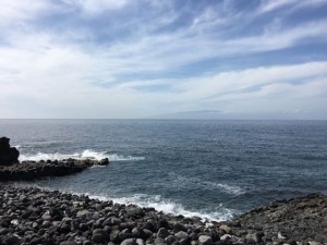 Can you see the Dolphins?