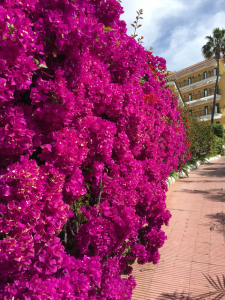 Small Bougainvillea in Puerto de la Cruz