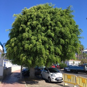 Just a small ficus benjamina!