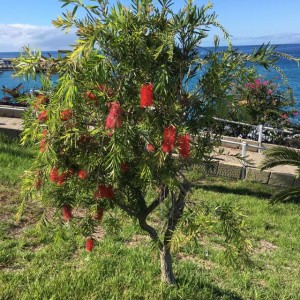 Callistemon growing by the sea