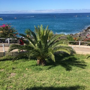 An Arecaceae shrub - Ok, I looked it up!