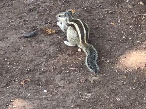 An Indian squirrel