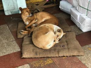 Dogs are everywhere in Delhi but I want to take each and every one home with me!