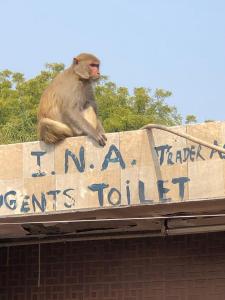 You don't see many monkeys but this one was in INA market.