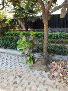 IMG 0737
