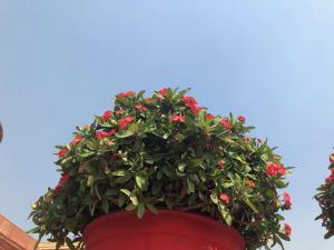 IMG 0871