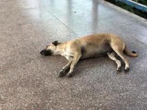 Let sleeping dogs lie - this one was on the station at Lower Parel!