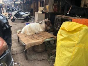 This goat has his own seat