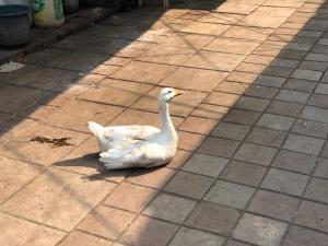 A goose?